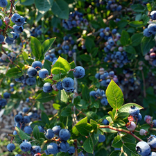 Blue Jay Blueberry